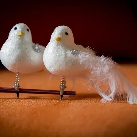 Two White Pigeons * Ypres